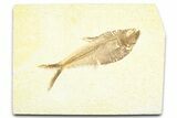 Detailed Fossil Fish (Diplomystus) - Wyoming #379321-1